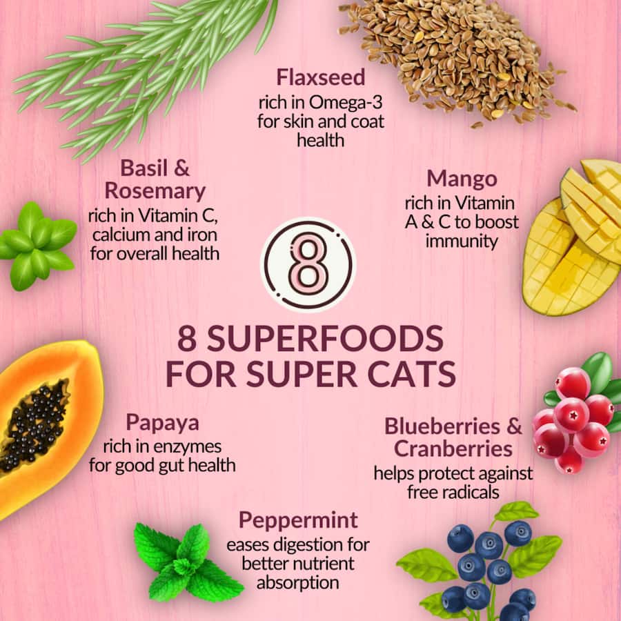 Wishbone Dry Cat Food Graze Bag 1.8kg