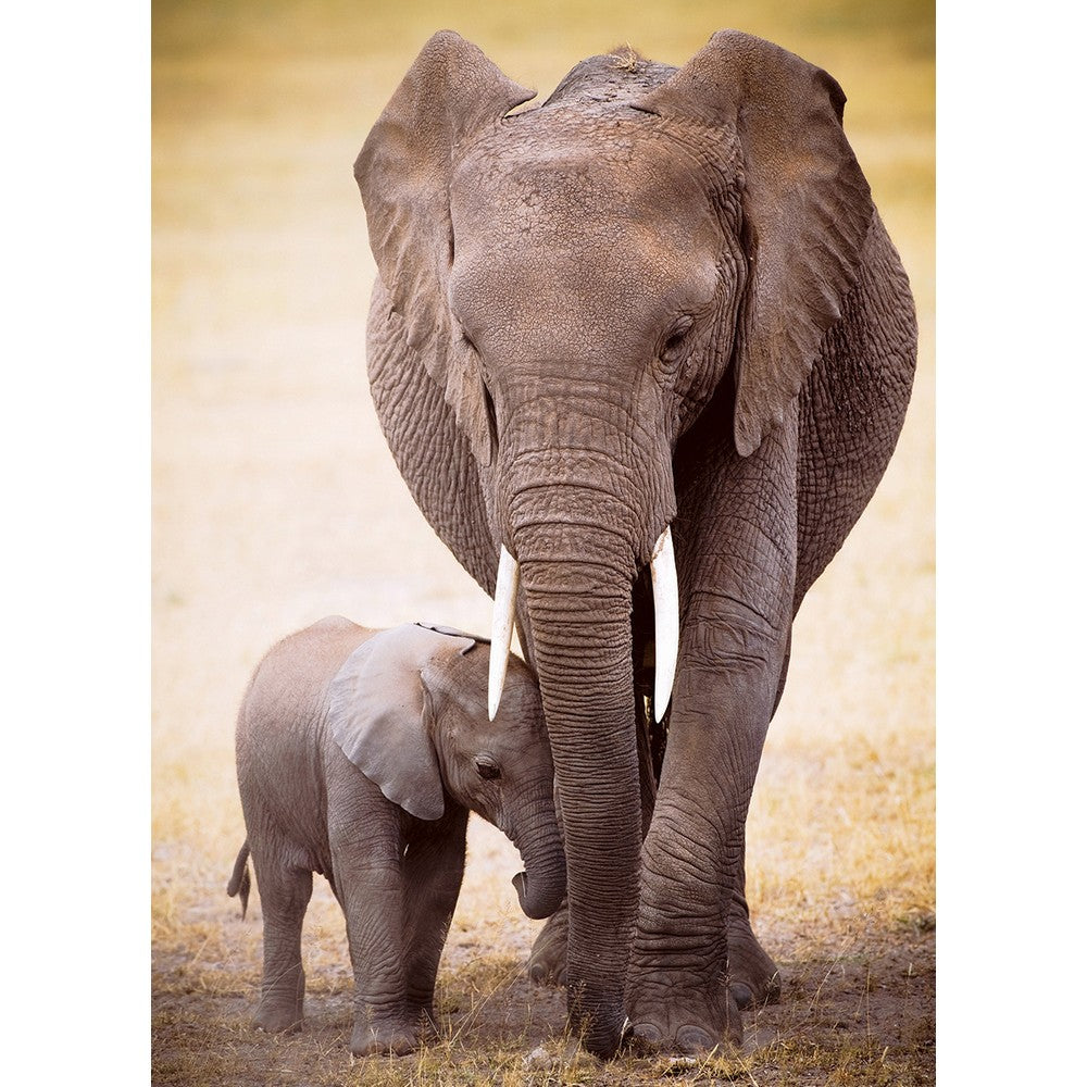Eurographics - Elephant & Baby 1000 Piece - Jigsaw Puzzle