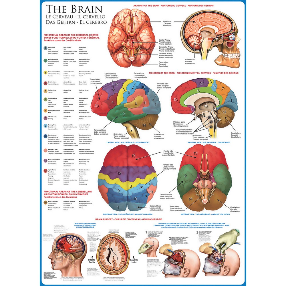 Eurographics - The Brain 1000 Piece - Jigsaw Puzzle