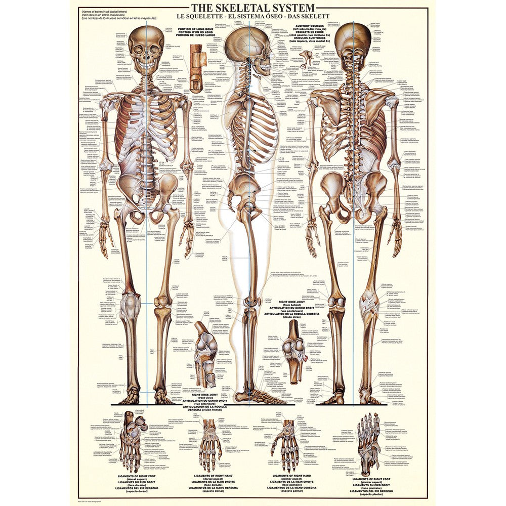 Eurographics - The Skeletal System 1000 Piece - Jigsaw Puzzle