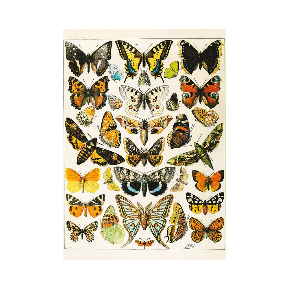 Puzzle - Piatnik - Millot; Butterfly/Moth Illustr