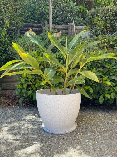 Pot - Nova X-Large White 43 x 33cm (Set of 2)