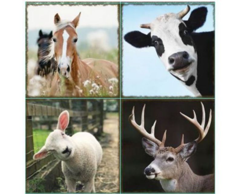 Trivet Farm Animals