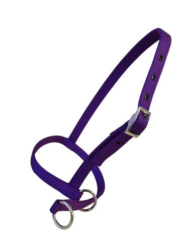 Taurus Nylon Calf Leading Halter Purple