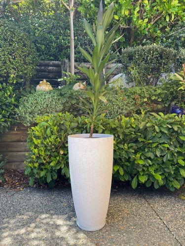 Vase - Nova Medium White 36 x 67cm (Set of 2)