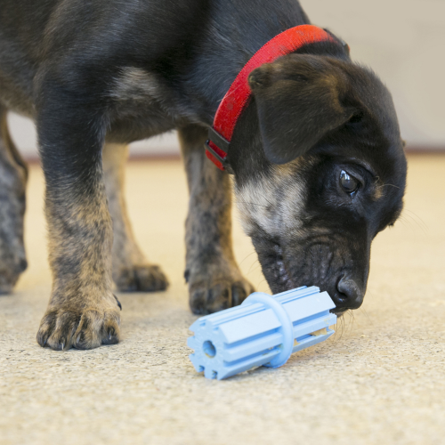 Puppy Teething Stick - KONG Large (Assorted)