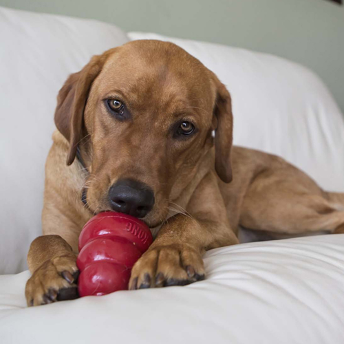 Dog Treat - KONG Stuff'n Snacks Peanut Butter Small (198g)