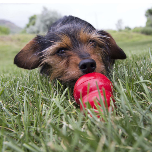 Dog Treat - KONG Easy Treat (Peanut Butter)
