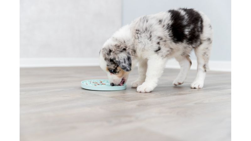 Junior Licking Plate for Dogs in mint, 15cm, promotes calmness and slows eating while providing mental stimulation.