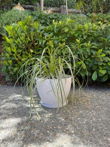 Pot - Nova Medium White 29 x 22cm (Set of 2)