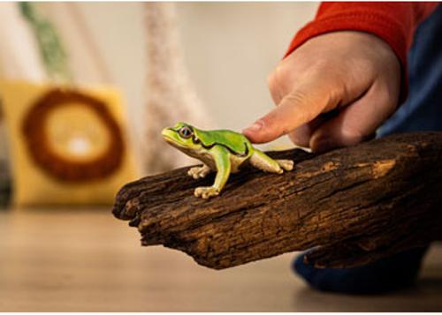 European Tree Frogs