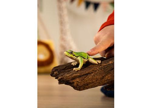European Tree Frogs