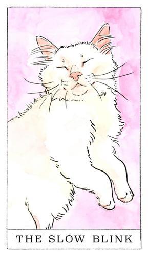 Kitten Oracle