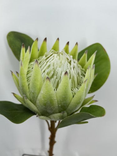 Artificial Large King Protea (Green)