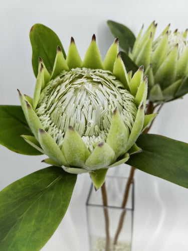 Artificial Large King Protea (Green)