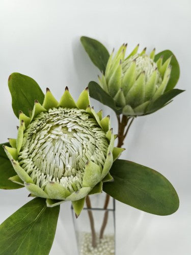 Artificial Large King Protea (Green)