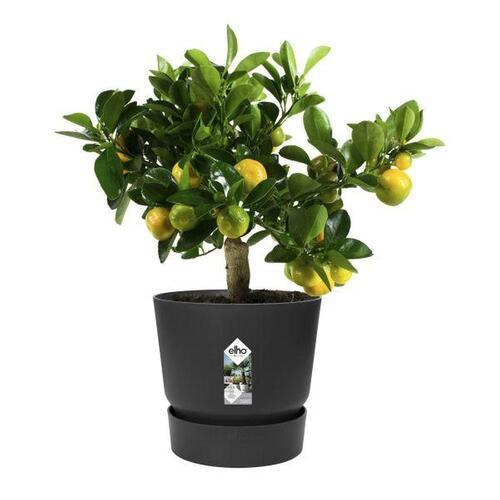ELHO Greenville Plastic Pot With Saucer Black 20cm