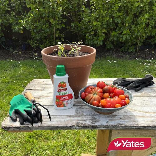 Thrive Tomato Liquid Plant Food 500ml - Yates