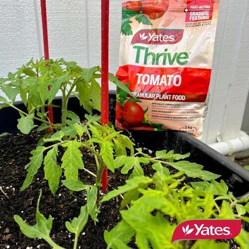 Thrive Tomato Plant Food 2Kg - Yates
