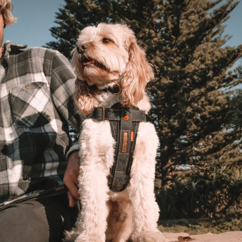 ED Dog Harness - CP Black Denim (Medium)