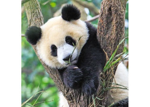 Ravensburger - Panda, Lion and Tiger 3x49pc