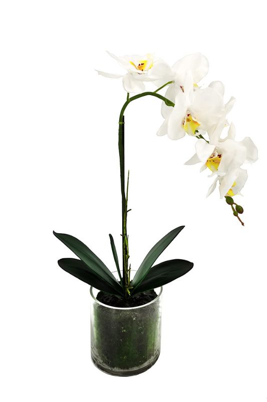 Artificial Small Phalaenopsis Orchid - Glass Vase - White