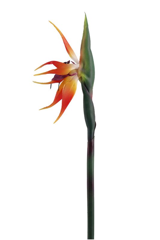 Vibrant orange artificial Bird of Paradise flowers on 80cm stems, perfect for tropical decor and lasting beauty year-round.