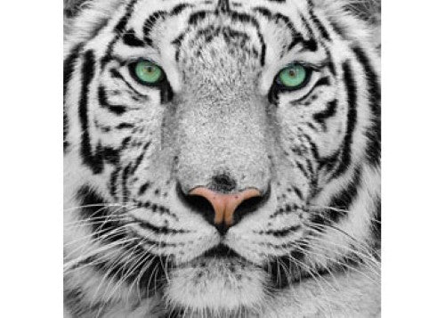 CrystalArt - White Tiger 30x30cm Kit