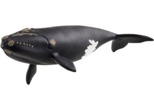 Schleich - North Atlantic Right Whale