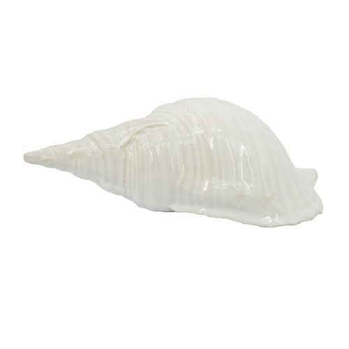 Decorative - Seashell