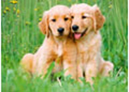 The Golden Retriever Brothers Jigsaw Puzzle 500 Piece Ravensburger