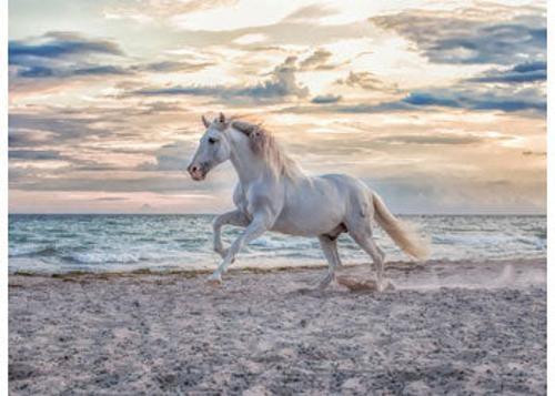 Ravensburger - Evening Gallop Puzzle 500 Pieces