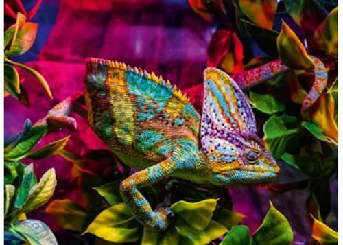 Ravensburger - Chameleon Puzzle 500 Pieces