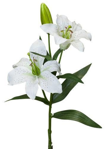 Tiger Lily Spray / White