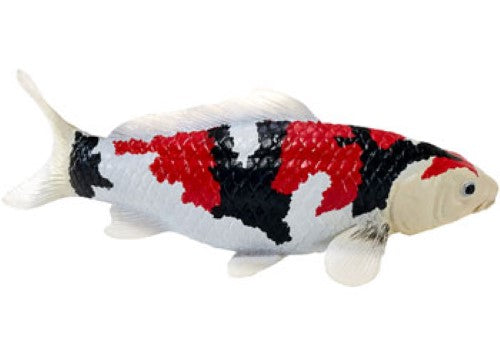 Mojo - Koi Carp - Showa Sanshoku Koi 2025