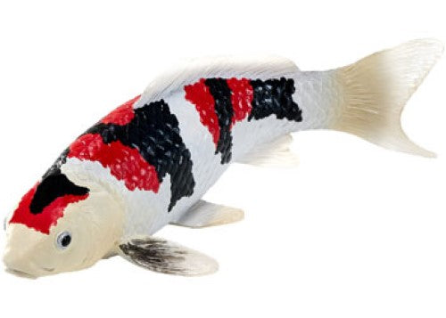 Mojo - Koi Carp - Showa Sanshoku Koi 2025