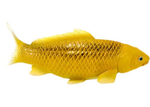 Mojo - Koi Carp - Kin Matsuba Koi (Gold) 2025