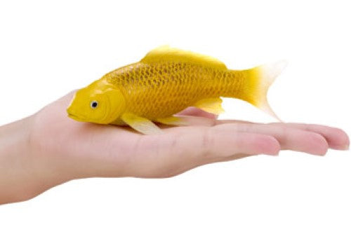 Mojo - Koi Carp - Kin Matsuba Koi (Gold) 2025