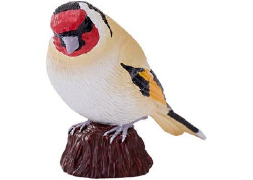 Mojo - European Goldfinch 2025