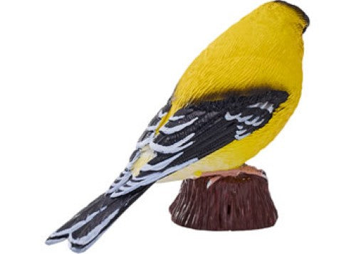 Mojo - American Goldlfinch 2025