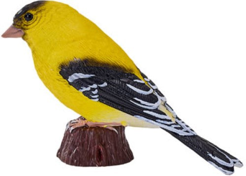 Mojo - American Goldlfinch 2025