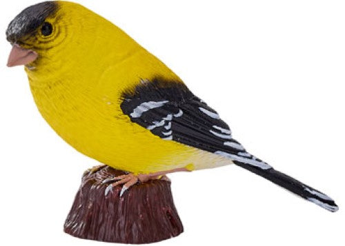 Mojo - American Goldlfinch 2025