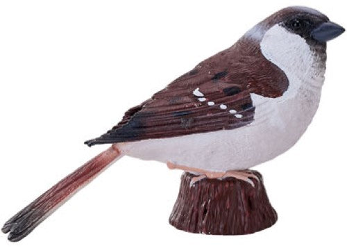 Mojo - House Sparrow 2025