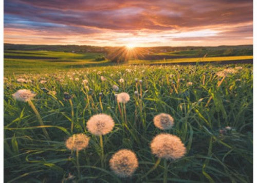 Ravensburger Dandelions at Sunset Puzzle 500 Pieces