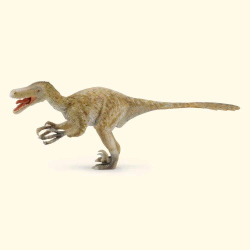 Detailed 1:6 scale Velociraptor figurine by CollectA, showcasing agile features and lifelike design for collectors and educators.