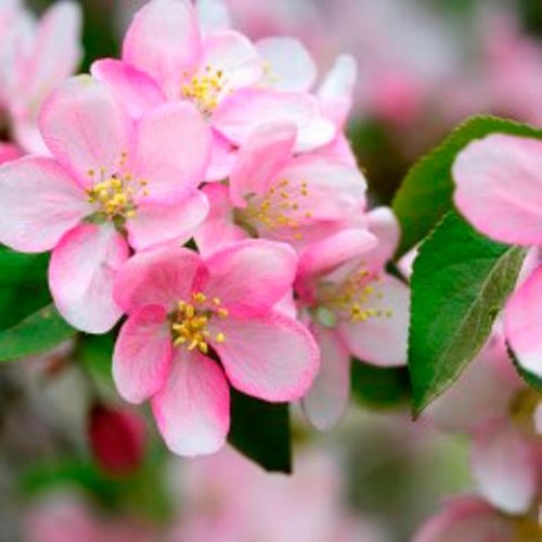 Luncheon Napkin - Apple Blossoms