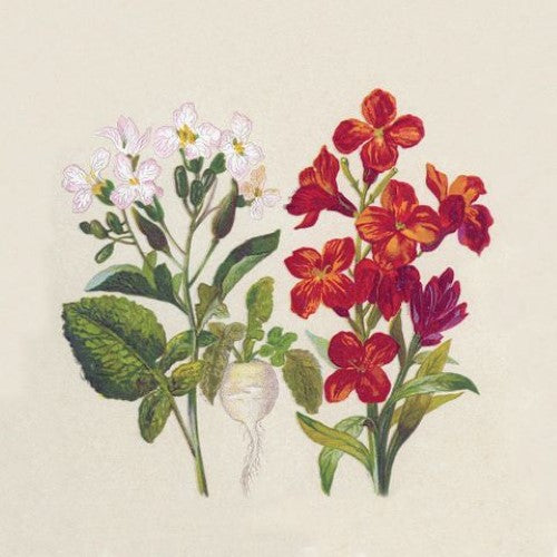 Cocktail Napkin - Naturals Botanical