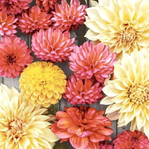 Cocktail Napkin - Soft Dahlias