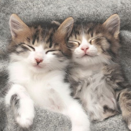 Luncheon Napkin - Sleepy Cats