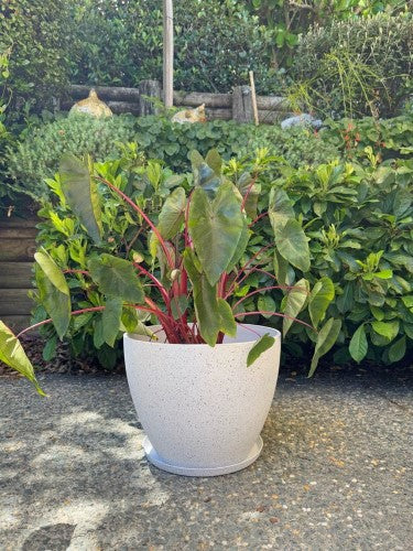 Saucer - Nova Large White 28 x 2cm (Set of 2)